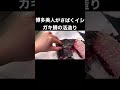 博多美人がさばくイシガキ鯛の姿造り『博多魚がし 海の路』#福岡寿司 #sushi #福岡グルメ #초밥 #shorts