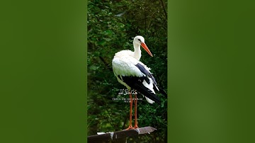 سوره لقمان الايه 11 القارئ . ياسر الدوسري #اكسبلور #لايك #قران_كريم #راحة_نفسية