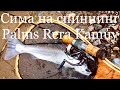 Сима на спиннинг Palms Rera Kamuy. Cherry salmon. Приморский край.