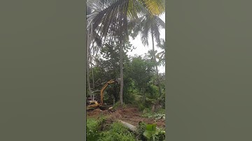 How to fall a coconut tree by backhoe