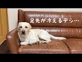 急に寒くなると身体が付いていかないラブラドール