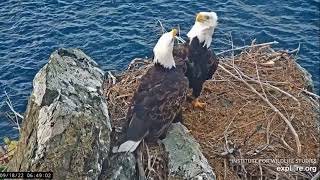 Cholyn and Chase, new beginning Two Harbors Bald Eagle Cam powered by EXPLORE org