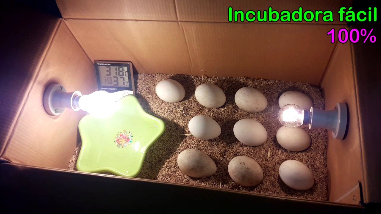 Solitario Cervecería diente Cómo hacer una incubadora de huevos para incubar huevos de pato en casa  fácilmente - YouTube