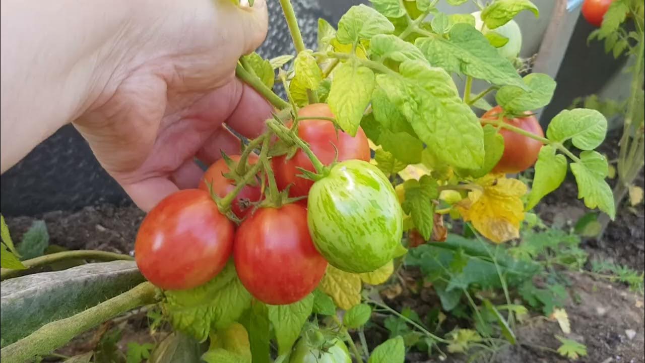 Томат Дон Жуан 07,09,24 - YouTube