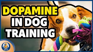 Dopamine In Dog Training: Anticipation, Rewards, And The Transfer Of Value #174 #podcast