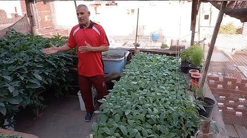 الطريقة الصحيحة لإضافة السماد العضوي في التربة قبل الزراعة وما هوا نوع السماد الزي يجب أن تضيفه