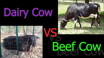 Can dairy cows be eaten?