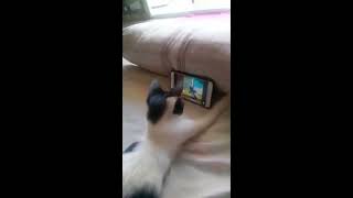 Cat Watching Tom And Jerry by Wild Wild Pets 367 views 5 years ago 1 minute, 9 seconds