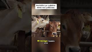 ΕΜΒΟΛΙΑ ακόμα και στις αγελάδες! Ο ρόλος του ΜΠΙΛ ΓΚΕΙΤΣ