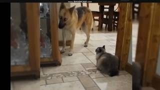 Dogs intimited by Cats