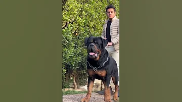 الروت وايلر عشق 