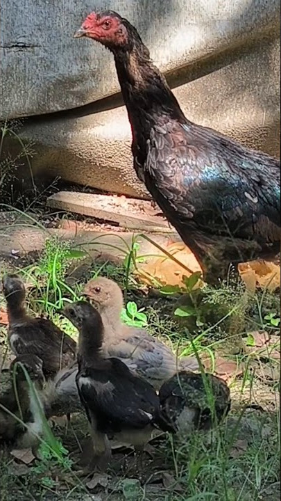 induk ayam takut ada garangan yang mau ambil anak nya,#garangan,#ayamhutan