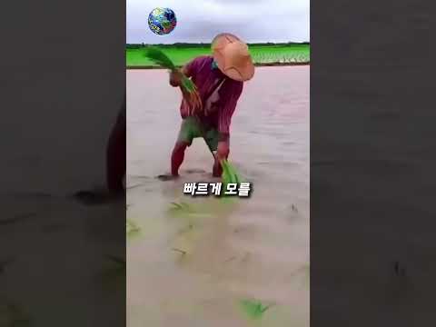 물을 이렇게 활용한다고? 태국식 모내기 기술 thumbnail
