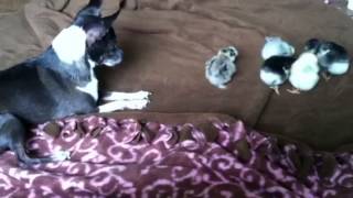Chibi and the chicks 1