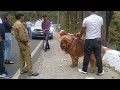tibetan mastiff in uttarakhand public shocking reaction 😯 の動画、YouTube動画。