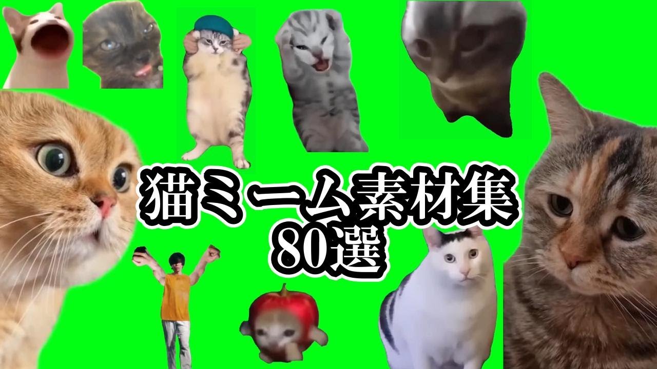 【猫ミーム 素材集80選】 (Cat meme green screen) - YouTube