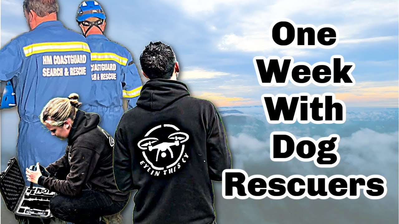 What Happens When Dogs Go Missing, The Fight to Find Lost Dogs