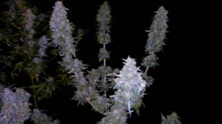 nightshots of flowers