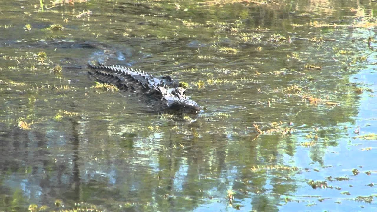 The elegant Everglades & Francis S. Taylor WMA