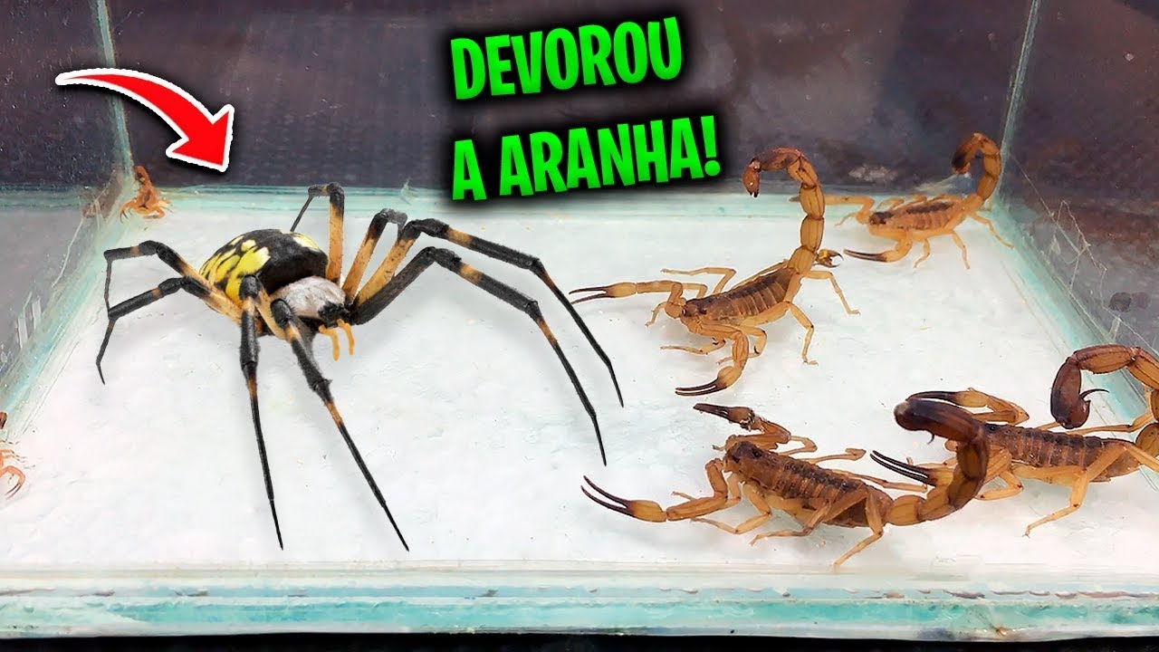 Latest Title & Thumbnail