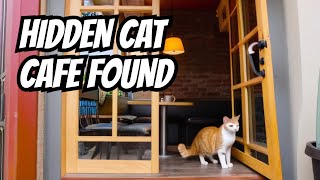 My Journey Discovering The Hidden Cat Cafe In Los Angeles