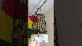 Red Siskin Usia 5 Bulan Nata Lagu ??