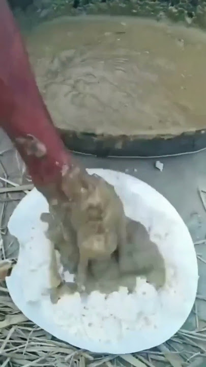 Tarmin ngaklak | madang enak maning Sur | madang Belet #shorts #tarminngaklak #ngapak