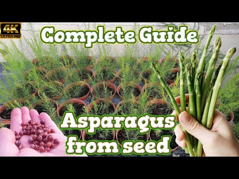 Growing Asparagus Spears - Seed to Harvest