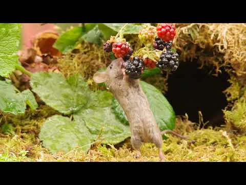 black berry picking mouse .. watch for that little leg near the end