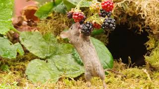Black Berry Picking Mouse .. Watch For That Little Leg Near The End