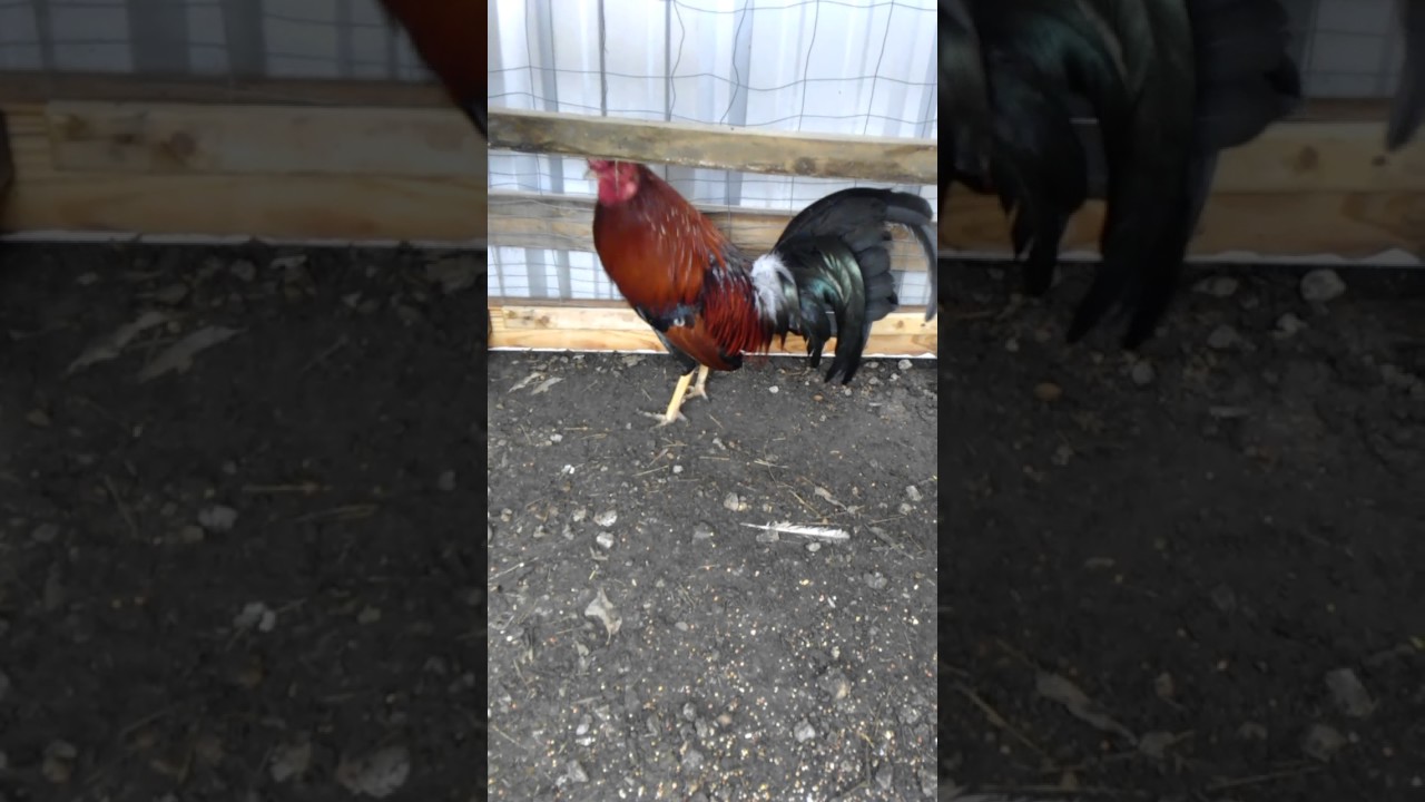 Gallo albany radio - YouTube