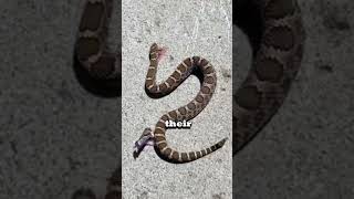 Moving Snake Without Head