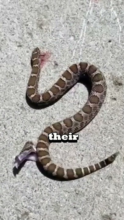 moving-snake-without-head-youtube