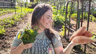 Tips for a Great Sweet Potato Harvest + Replacing the Tomatoes the Bunnies Snacked on!