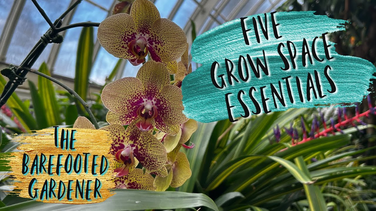 Is Keeping Tropicals Cool Overwinter Better? | The Barefooted Gardener 