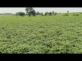सोयाबीन 60 दिन 🌱 हो चुकी है 1नं सोयाबीन 9560 govind singh Sisodiya RAJASTHAN blog video 