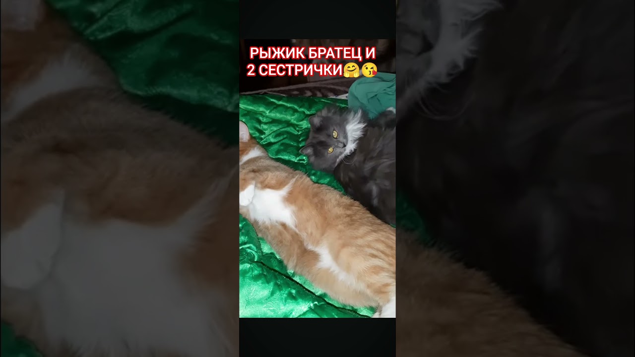Толстуха братика обнимает. 🤗! В память о Рыжике. Очень умный был котик😔