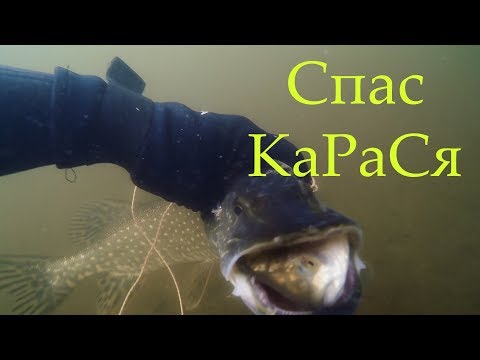 Fish Shooting! ดำน้ำยิงปลา หอก Охота на щуку!
