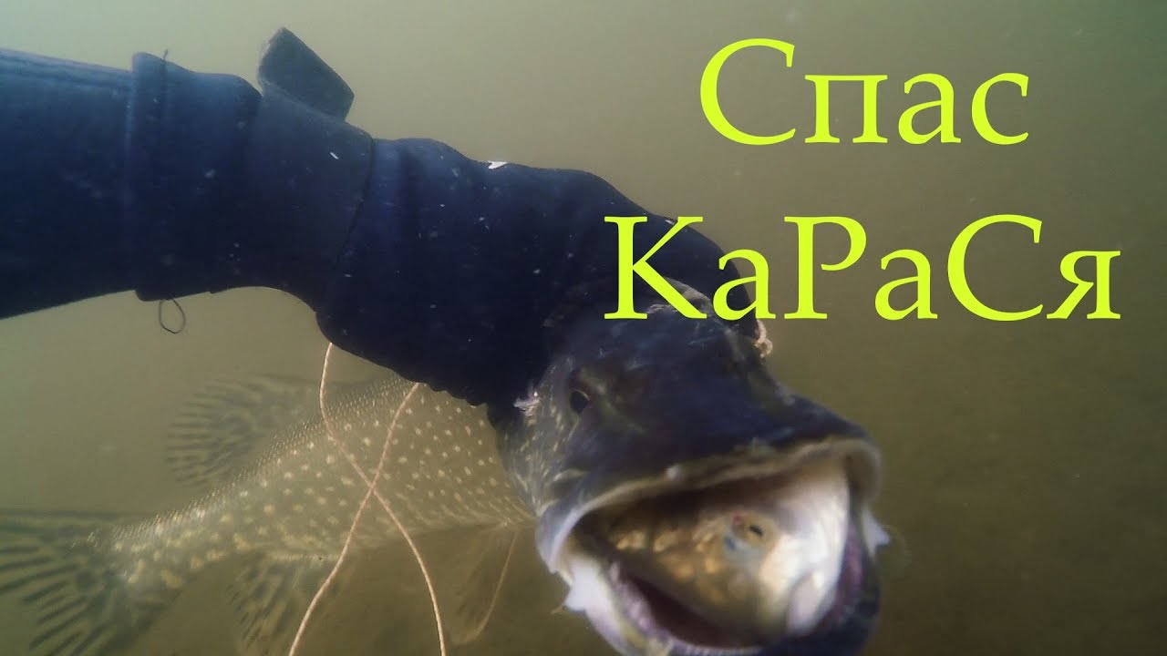 Fish Shooting! ดำน้ำยิงปลา หอก Охота на щуку! YouTube