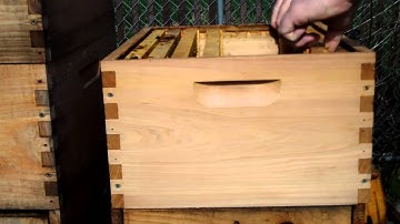 Langstroth hive inspection (#5) 2013 April