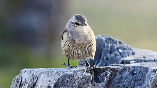 Bush Birds of Australia