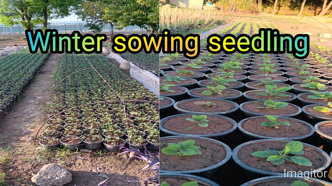 How to sowing seeds Cineraria.