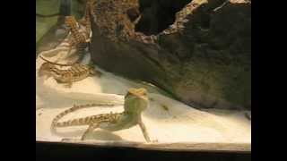 Young bearded dragons on Toronto Reptile and Aquatic Expo 2012