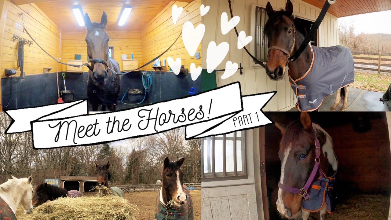 MEET THE HORSES!! Part 1 • Another Day in the Life of a Barn Manager