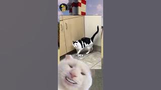 Apakah Kamu Bisa Tahan Tawa? Meme Kucing Lucu (Part 54)