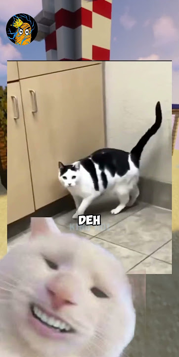 Apakah Kamu Bisa Tahan Tawa? Meme Kucing Lucu (Part 54)