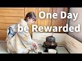 Japanese Zen Meditation | Plum Blossoms Heal Emotional Overwhelm 🌸