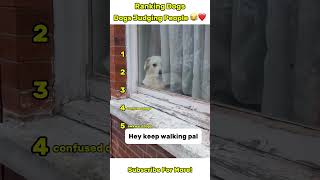 Dogs Judging People 😂❤️