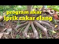 pemahaman program akar, cakar elang