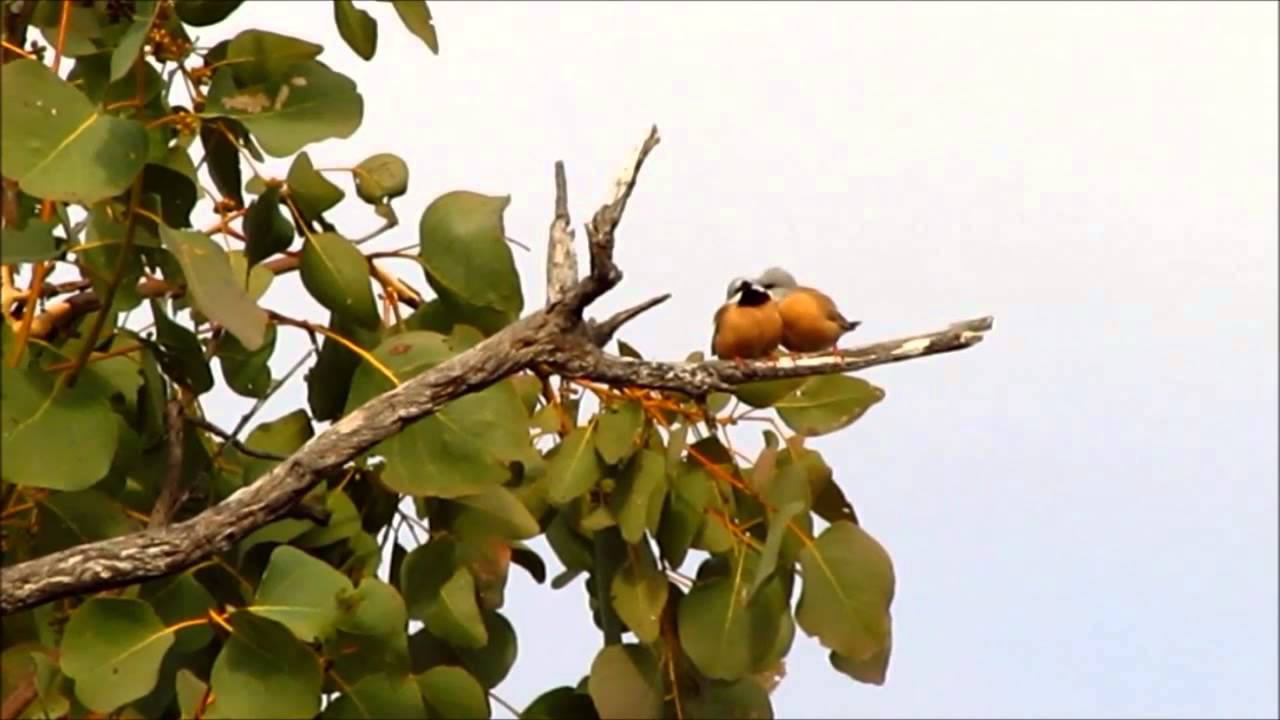 Black-throated Finch montage